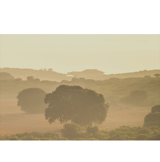 campo-1@2x