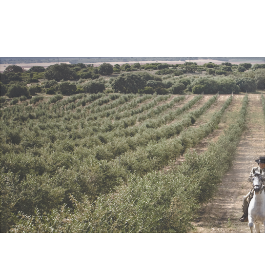campo-1@2x